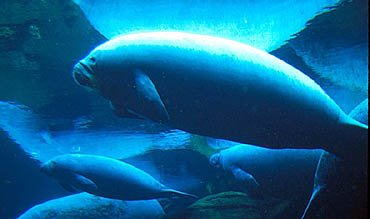 Manatees of Florida